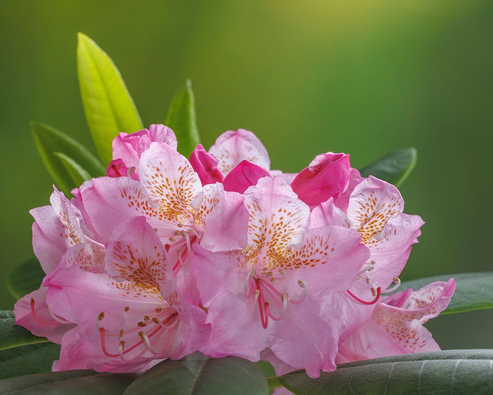 USA-Washington-Seabeck. Pacific Rhododendron flowers close-up.